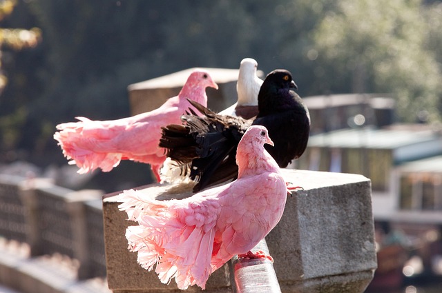 要的角色 要的角色