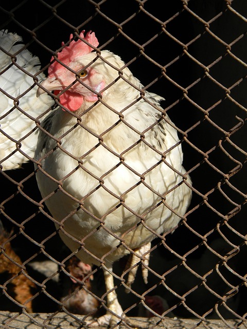 或能迎刃而 或能迎刃而